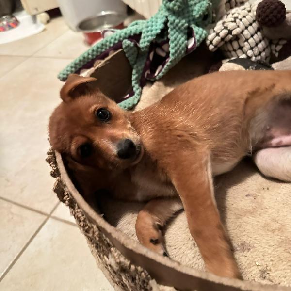 ORNELLA 💗🧸 cerca casa 🏡  Foto 8